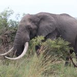 olifant in krugerwildtuin